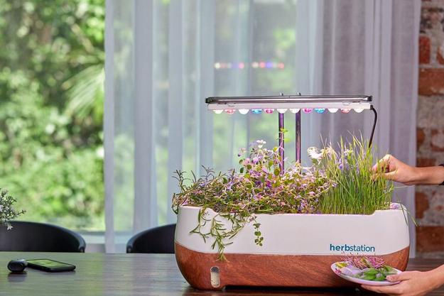 Indoor herb garden kit