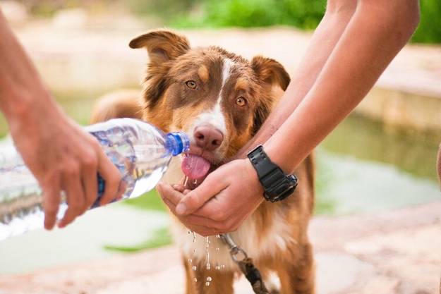 Drinking dog