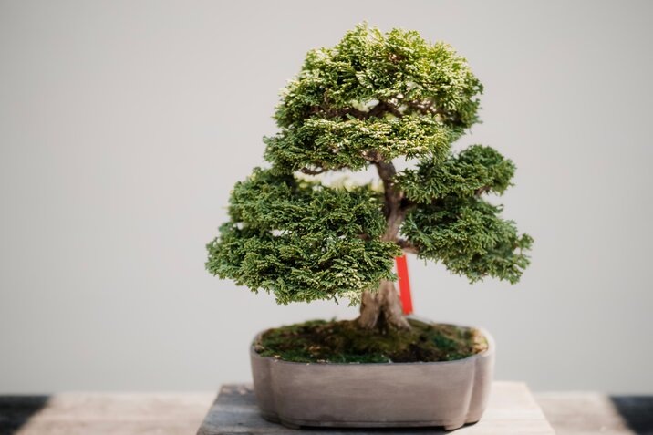 lovely bonsai tree