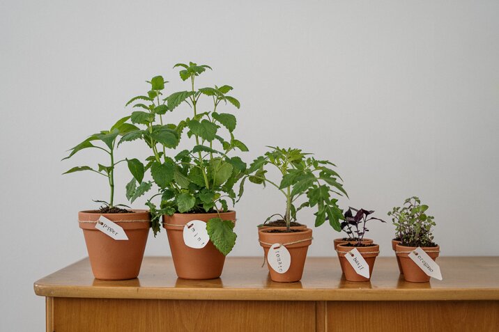 indoor-herb-garden-with-five-pots