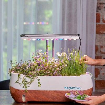 Indoor Herb Garden Kit